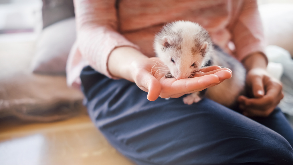 What should your pet ferret eat?